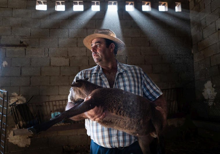 «Es una ruina, entre las muertas y las malparidas no hay negocio»